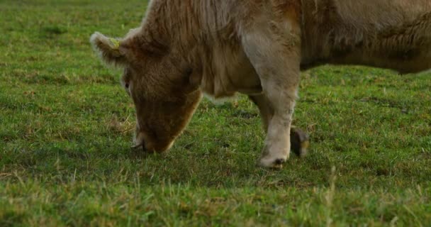 Vache Brouteuse Sur Colline Pendant Journée Ensoleillée Automne Vue Rapprochée — Video