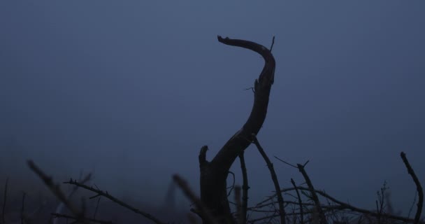 Vista Pezzo Tronco Albero Che Sporge Dal Terreno Muove Nebbia — Video Stock