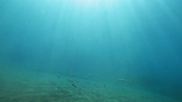 Luz Del Sol Través Del Agua Mar Con Peces Arrecife — Vídeos de Stock