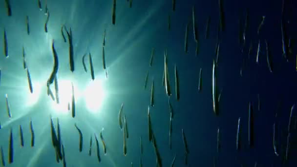 澄んだ海の水面の下で泳ぐイワシの魚の浅瀬と海水の表面に輝く太陽の水中ビュー スローモーション — ストック動画