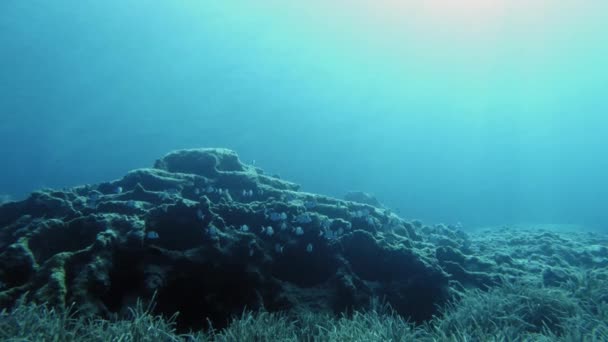 School Fish Simning Underwater Strax Ovanför Korallreven Kefalonia Grekland Brett — Stockvideo