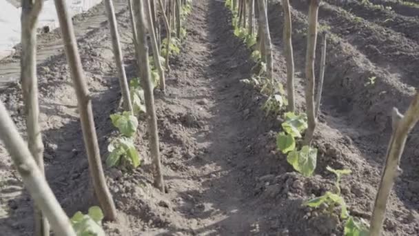 Bean Plants Growing Wooden Sticks Support Dolly Backward View — Stock Video