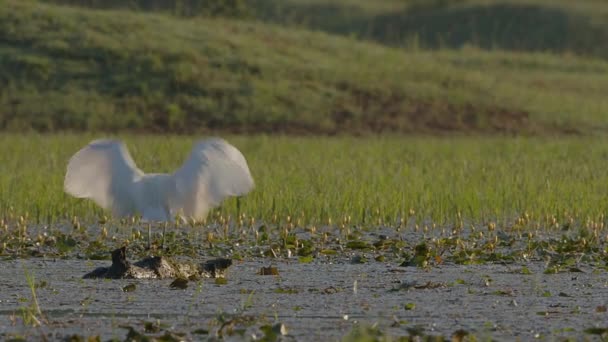 Pequeno Egret Caçando Tronco Flutuante Uma Lagoa Lírios Lago Kerkini — Vídeo de Stock