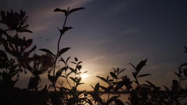 Puesta Sol Sobre Mar Wadden Texel Isla Silueta Hierba Primer — Vídeos de Stock