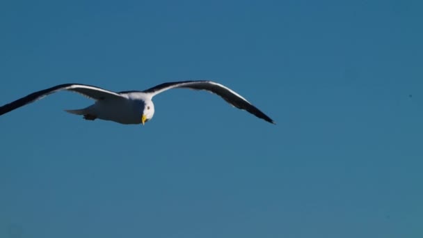 Eine Möwe Schwebt Flug Über Den Blauen Himmel Folgende Handheld — Stockvideo