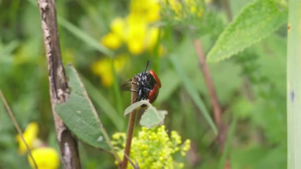 Red Beetle Chrysomela Populi Reposant Sur Bout Brousse Parc National — Video