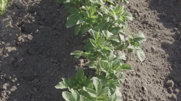 Odling Potatisväxter Jordbruksområdet Med Odlad Mark Lutning Uppåt — Stockvideo