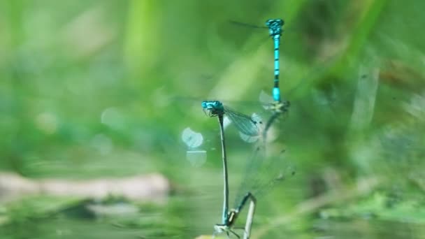 Zwei Zusammenhängende Libellenpaare Schweben Über Dem Teich Auf Texel Brüten — Stockvideo