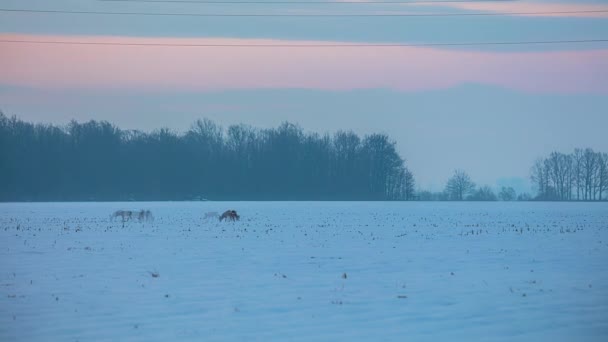 Проміжок Часу Знімок Красивого Зимового Пейзажу Сільськогосподарському Полі Групі Копання — стокове відео