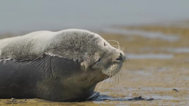 Primo Piano Sigillo Comune Posizione Sdraiata Sulla Costa Dell Isola — Video Stock