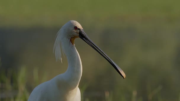 Spoonbill Eurasiático Chamando Close Tiro Lago Kerkini Pântano Norte Grécia — Vídeo de Stock