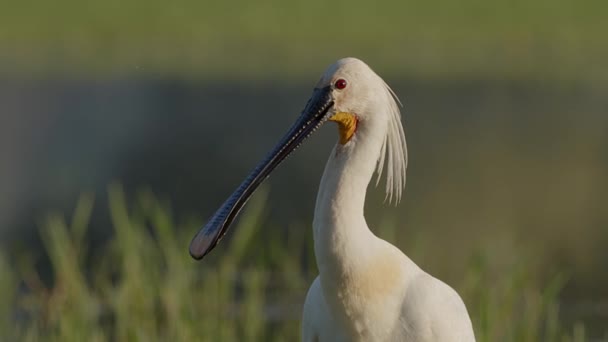 Eurasian Spoonbill Close Shot Lake Kerkini Wetland Northern Greece — Stock Video