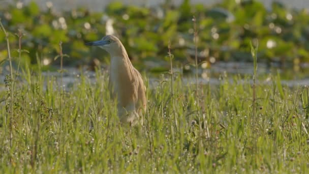 Squacco Heron Stalks Quietly Carefully Long Grasses Flooded Meadow Lake — Stock Video