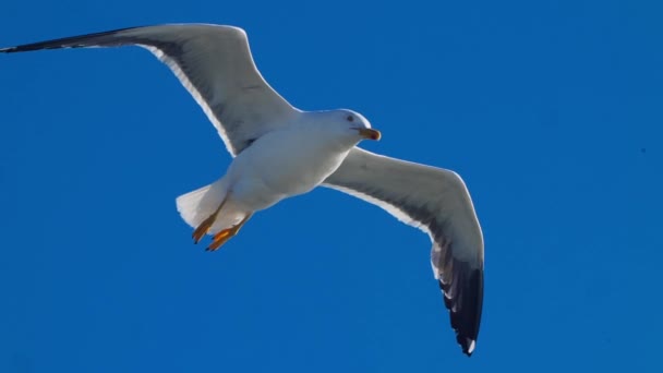 Low Angle View Seagull Flying Looking Food Blue Background Clearsky — Stock Video