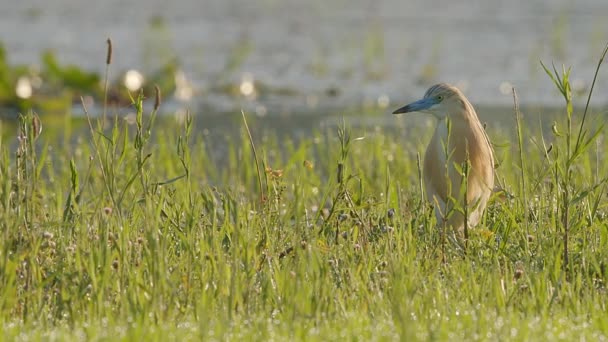 ギリシャのケルキニ湖湿地の浸水した牧草地で虫や昆虫を探している長い草の中で Squacco Heronはまだ狩りを立っています — ストック動画