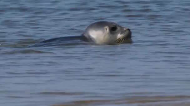 Hamnsäl Grunda Vatten Vadehavet Texel Nederländerna Söta Djur — Stockvideo