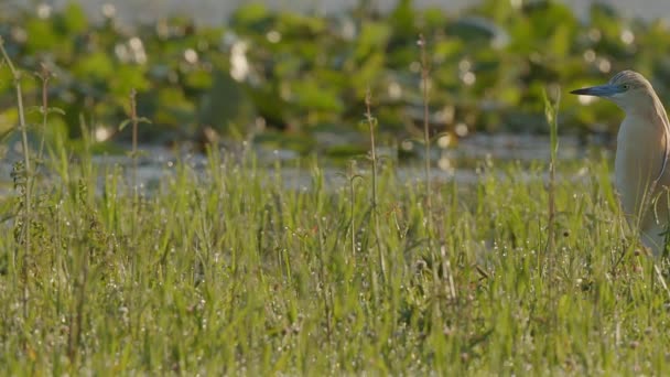 希腊科尔金尼湖湿地的一片被水淹没的草地上 一只松鼠悄悄地小心翼翼地在草地上爬来爬去 寻找虫子和昆虫 — 图库视频影像
