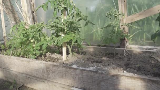 Cultivando Plantas Tomate Casa Verde Inclinando Vista — Vídeo de Stock