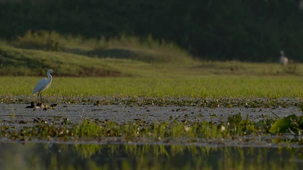 ギリシャのKerkini湖の湿地でユリの池に浮かぶ丸太から小さな魚のための小さなEgret狩猟の前に再びダイビングする前に ダイビングからのピグミー鵜の表面 ワイドショット — ストック動画