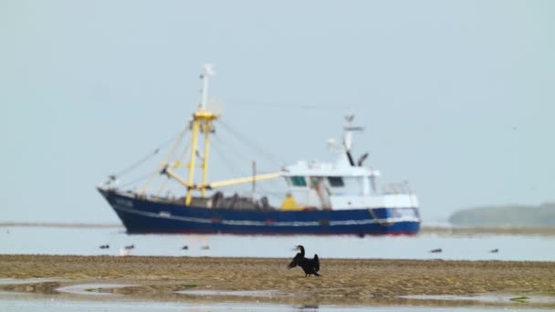 Великий Баклановий Птах Піщаному Пляжі Час Корабель Фішера Проходить Повз — стокове відео