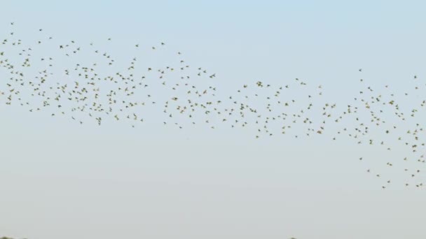 Teksas Hollanda Günbatımında Mavi Gökyüzünde Uçan Kuş Sürüsü — Stok video