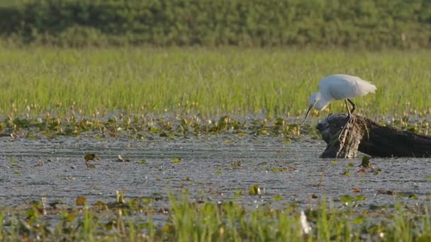 Little Egret Acechando Largo Tronco Flotante Estanque Lirios Humedal Del — Vídeo de stock