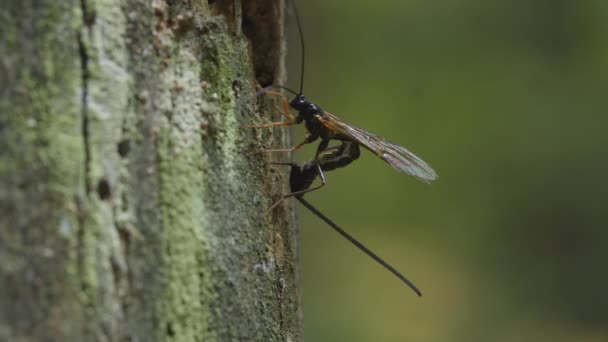 Ichneumon Wasp Drilling Hole Wood Parasitoid Wasp Female Possibly Laying — Stock Video