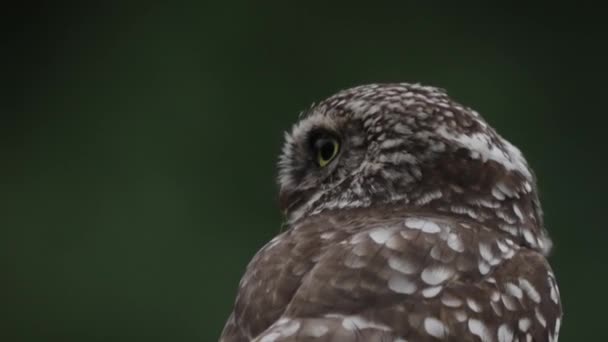 Närbild Little Owl Alert Vrida Huvudet Snabbt Grunt Skärpedjup Dag — Stockvideo
