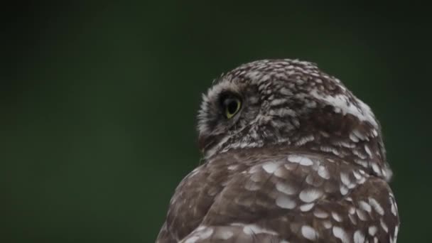 Close Van Kleine Uil Staat Van Paraatheid Draaiend Hoofd Snel — Stockvideo