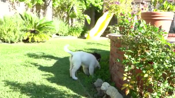 庭で遊んでいる犬は — ストック動画