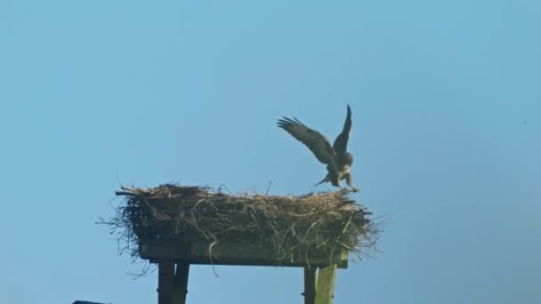 Scene Hawk Landing Nest Blue Sky Background Handheld Day — Stock Video