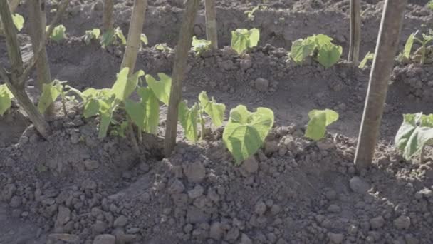 Bean Plants Growing Cultivated Soil Stick Support Pan Left View — Stock Video