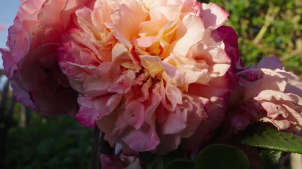 Nahaufnahme Von Bunten Rosa Pfirsich Gelb Gemeine Pfingstrose Blume Einem — Stockvideo