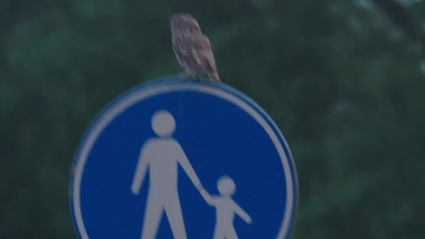 夜幕降临时 小猫头鹰坐在路标上观察周围环境 — 图库视频影像