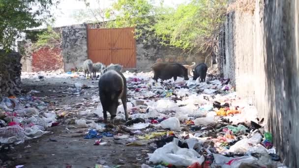 Porcos Andando Longo Rua Suja Índia Cheios Lixo Lixo Chão — Vídeo de Stock