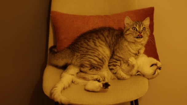 Ranlı Kediler Yukarıda Sandalyede Oynuyorlar — Stok video