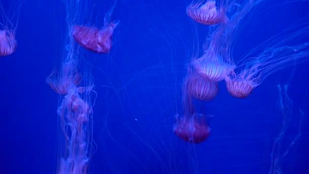 Medusas Rosa Subaquáticas Nadando Mar Azul Aquário — Vídeo de Stock