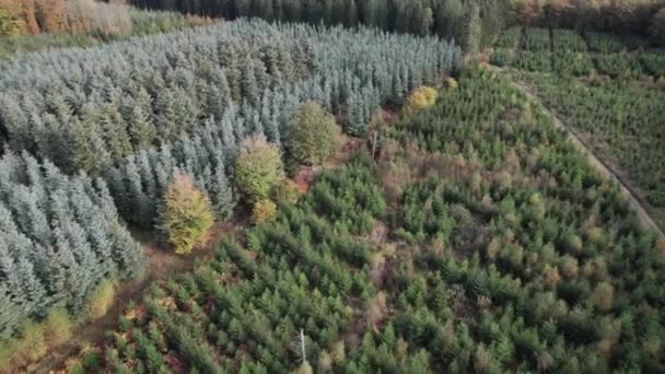 Luftaufnahme Von Oben Nach Unten Von Kiefern Wald Drohnenschuss Fliegt — Stockvideo