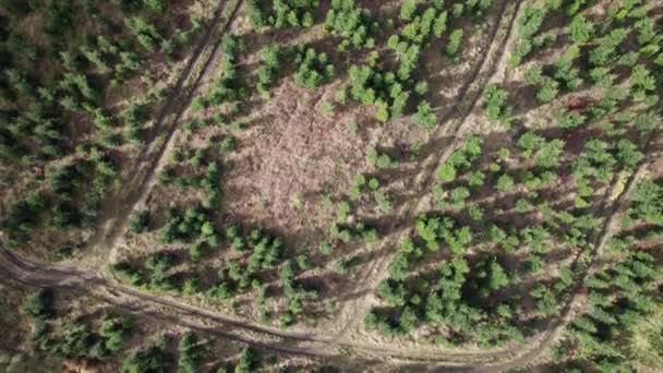 Visão Aérea Cima Para Baixo Silvicultura Árvores Abeto Nordmann Fir — Vídeo de Stock