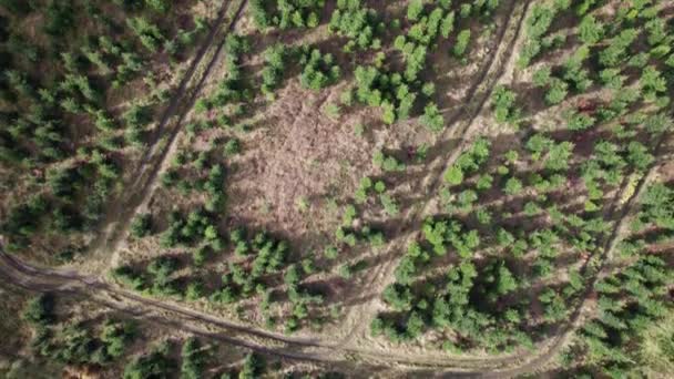 Vue Aérienne Haut Bas Foresterie Épinettes Sapin Nordmann Dolly Shot — Video