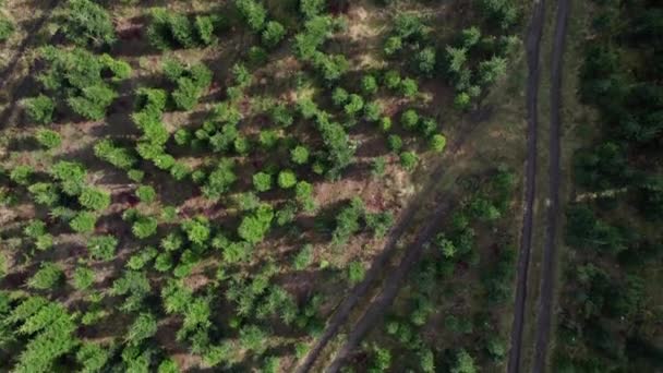 Drohnenflug Über Nordmanntannen Und Kiefern Einem Dänischen Wald Dolly Shot — Stockvideo