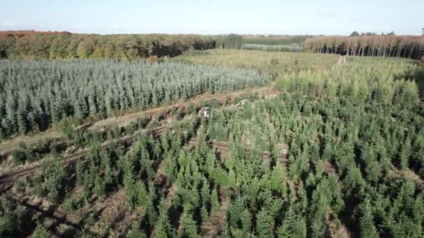 Drone Fly Shot Spruce Trees Top View Coniferous Forest Dolly — Stok Video