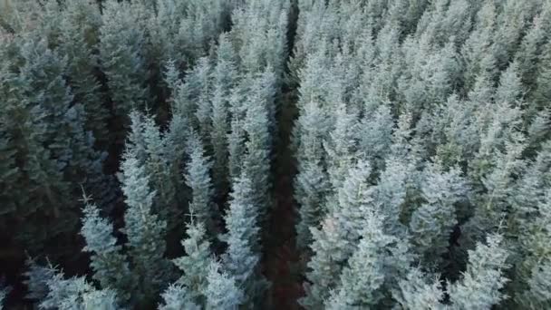 Drone View Spruce Trees Noble Fir Treetops Dinamarca Dolly Shot — Vídeo de Stock