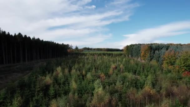 Drone Flying Noble Fir Nordmann Fir Mixed Forestry Scandinavia Dolly — Stock video
