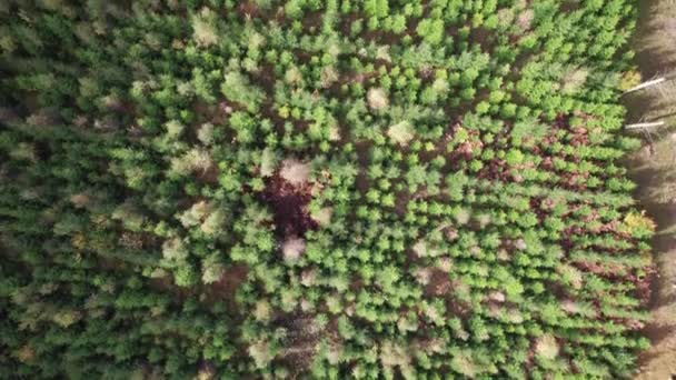 Top View Fly Treetops Mono Leśnictwa Danii Dolly Shot — Wideo stockowe