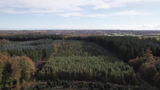 Vuelo Aéreo Maxed Forestry Con Abeto Noble Abeto Nordmann Dinamarca — Vídeos de Stock