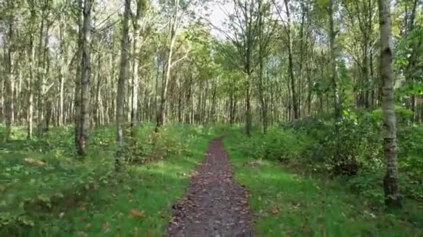 Seguindo Uma Trilha Uma Floresta Bétula Dinamarquesa Com Árvores Bétula — Vídeo de Stock