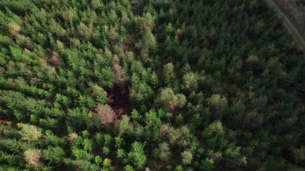 Flygfoto Ovanifrån Tallträd Flygfoto Barrskog Dolly Skott — Stockvideo