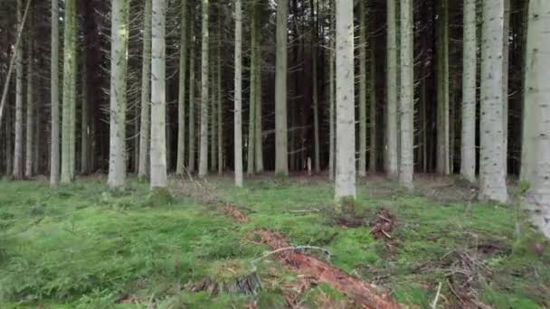 Drönare Som Flyger Genom Träd Skandinavisk Skog Dolly Shot — Stockvideo