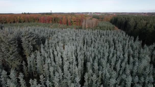 Drone View Forest Christmas Tree Nordmann Tree Noble Tree Dolly — Stockvideo